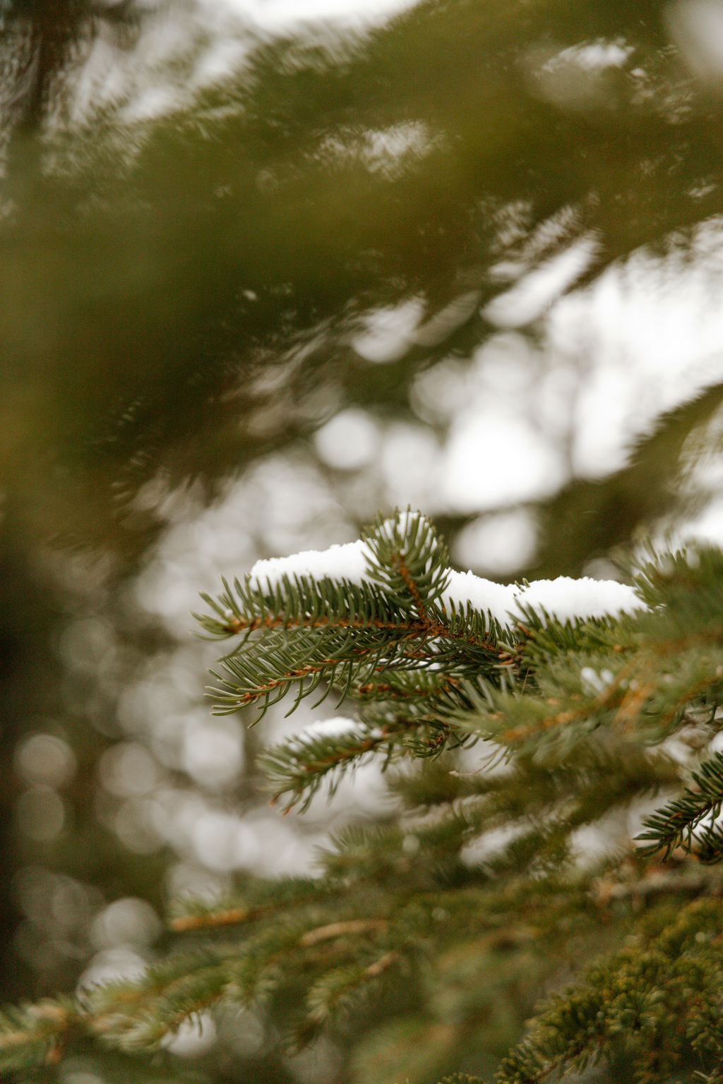 Hand-Poured Premium Cozy Pine & Sage 23 oz scented candle
