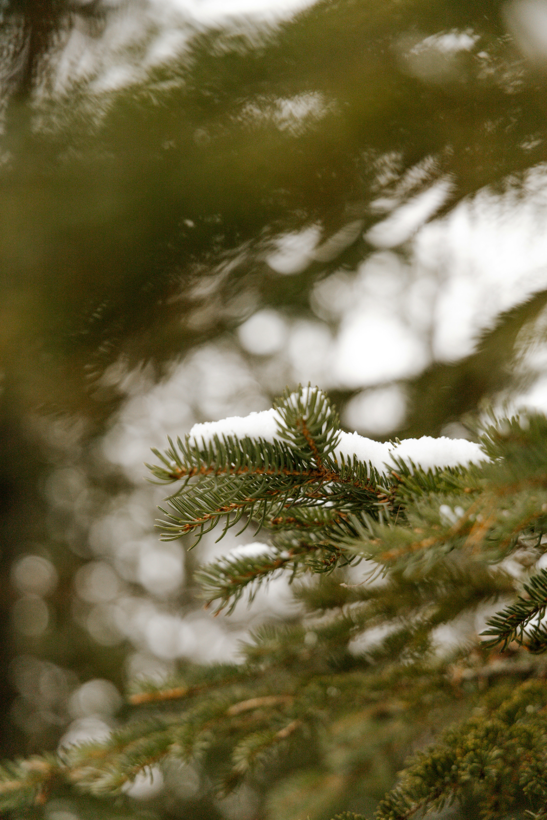 Hand-Poured Premium Cozy Pine & Sage 23 oz scented candle