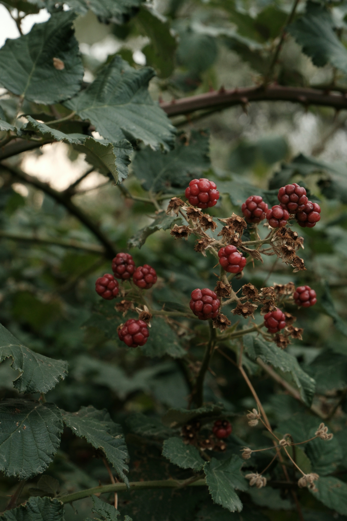 Hand-Poured Premium Cozy Blackberry Woods 10 oz scented candle