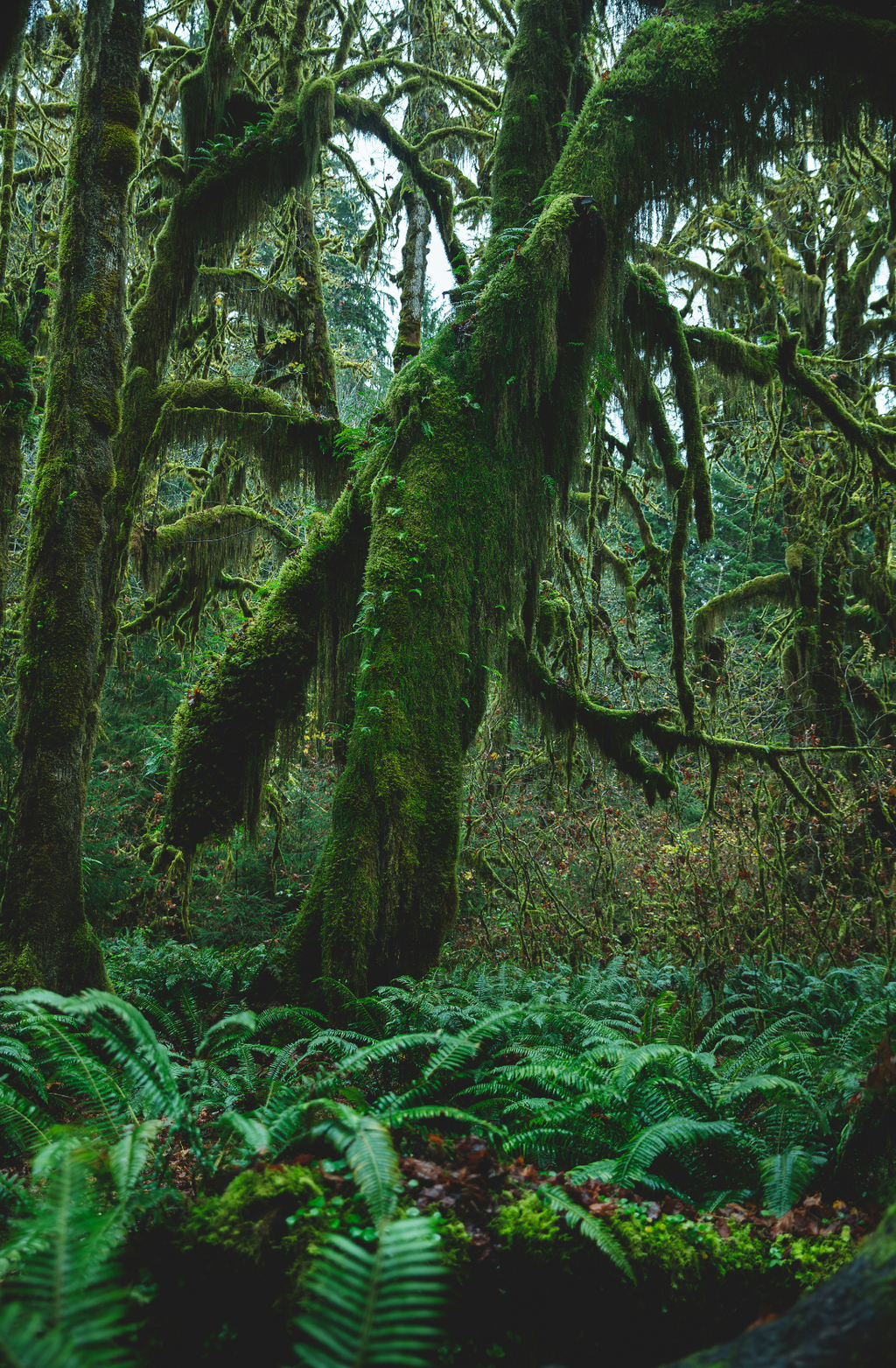Hand-Poured Premium Cozy Fern & Moss 10 oz scented candle