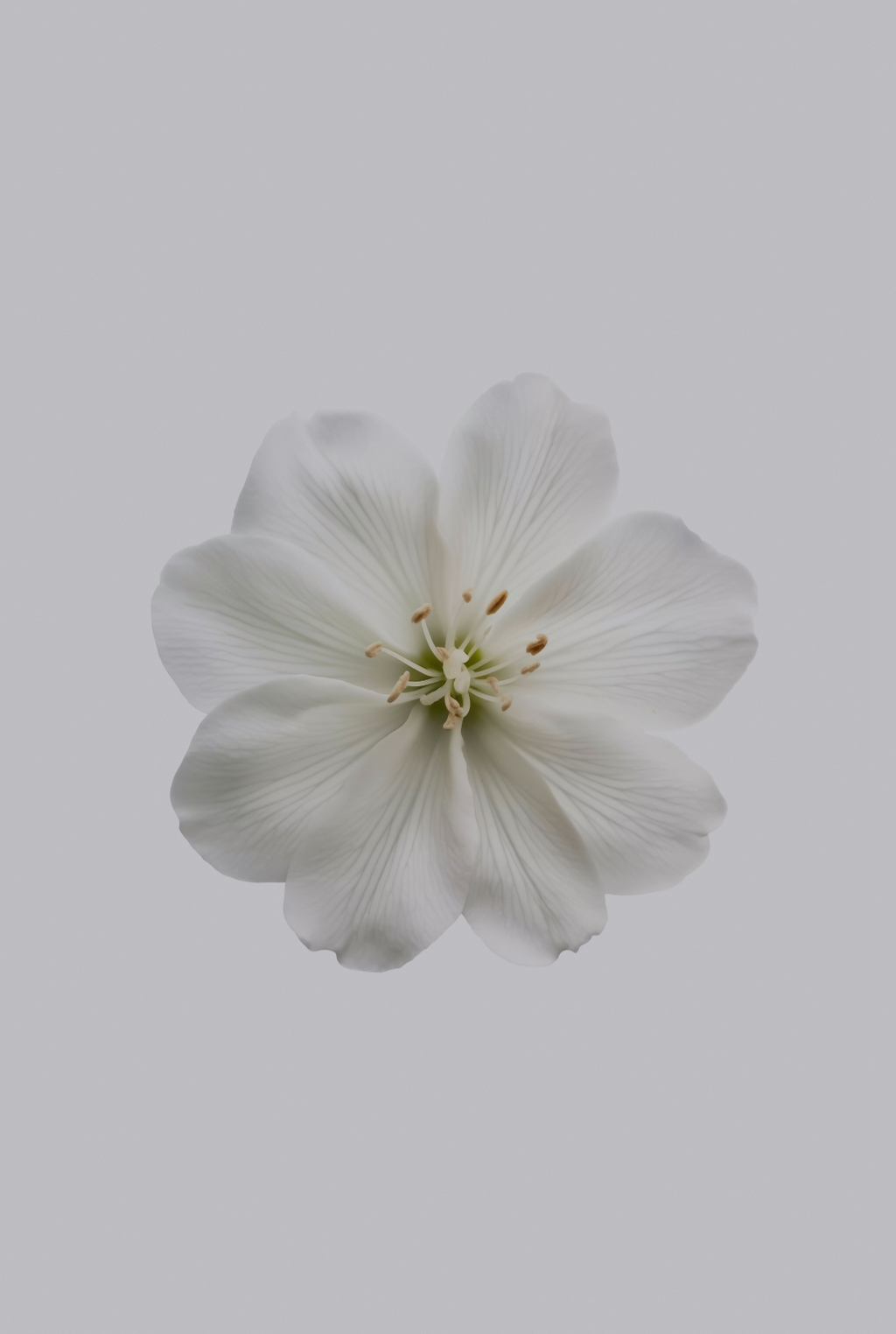 Home Elegant Aromatic Fresh Jasmine 180 ml Reed Diffuser