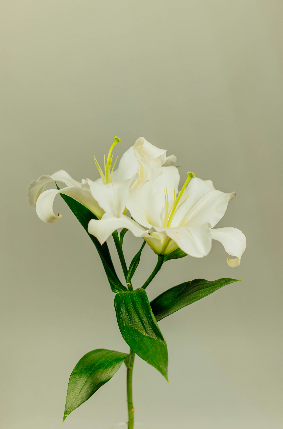 Hand-Poured Premium Cozy Gardenia 11 oz scented candle