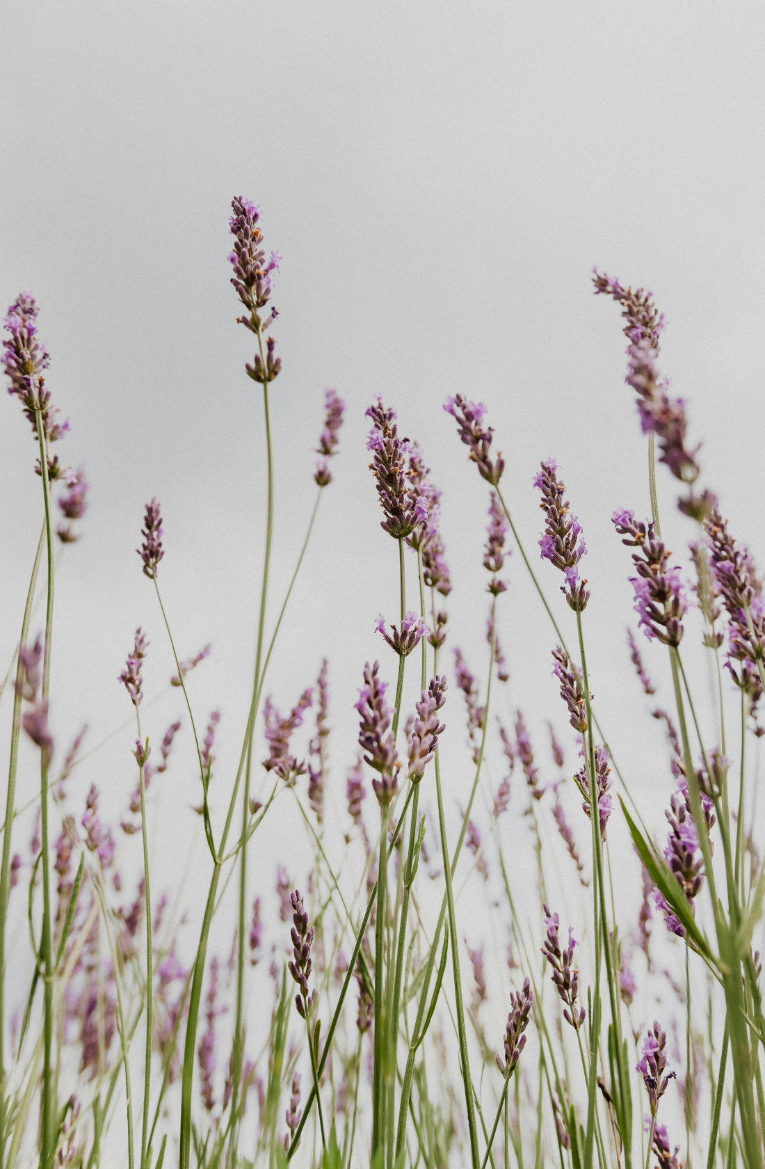 Hand-Poured Premium Cozy Lavender 12 oz scented candle