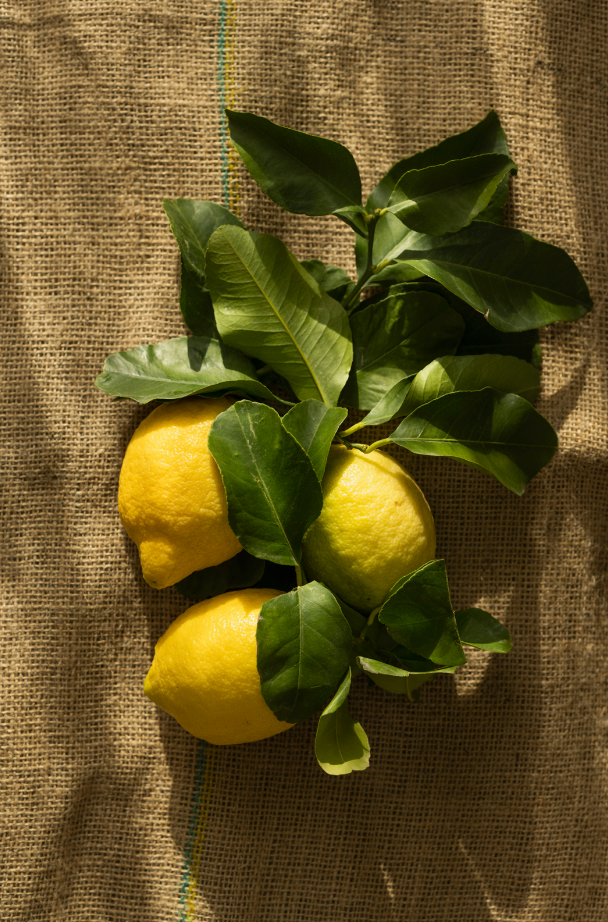 Hand-Poured Premium Cozy Olive Lemon 12 oz scented candle