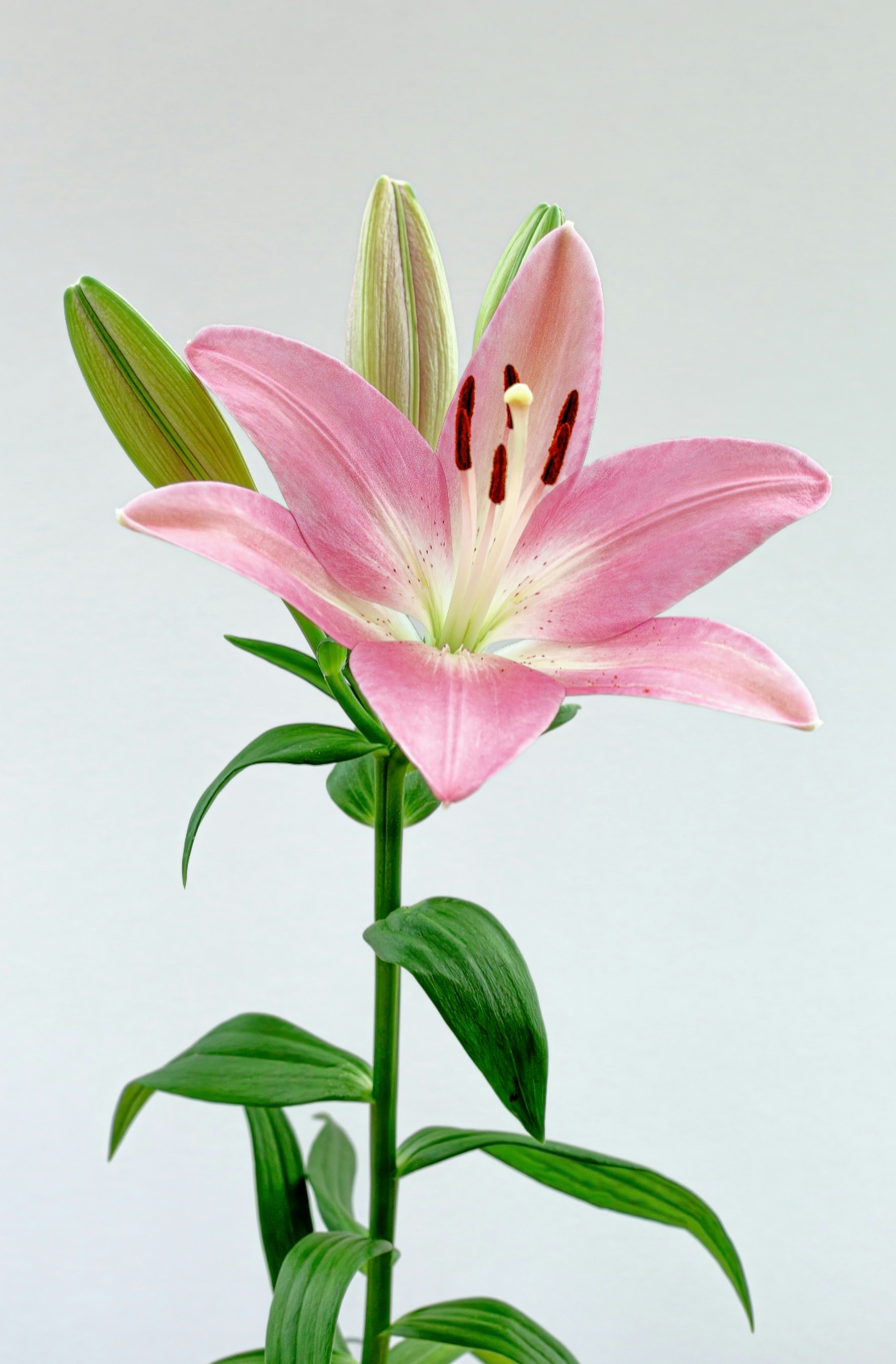 Artisanal Exquisite Signature Peony & Lily 50 ml Perfume Oil Dropper