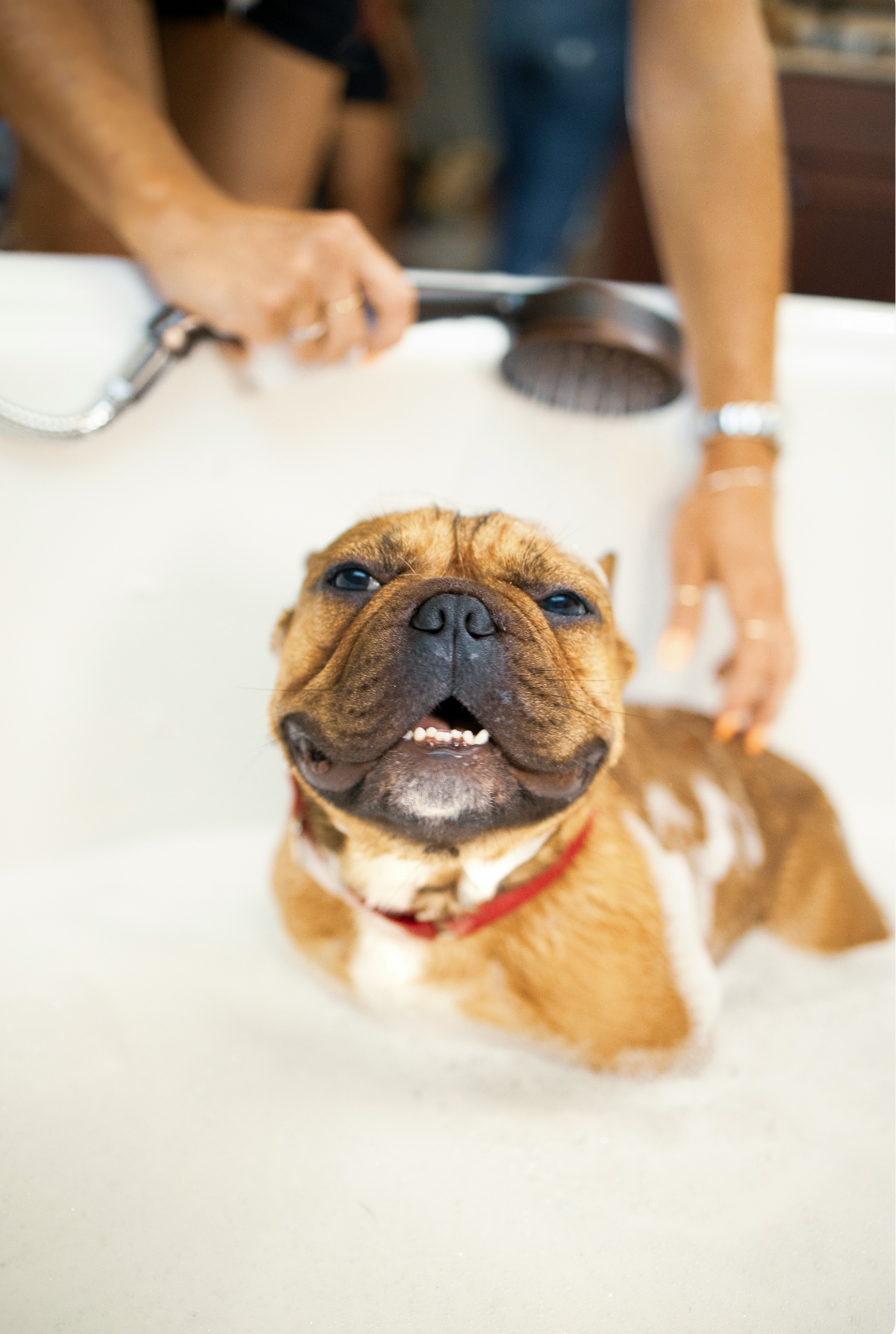 Safe Gentle Signature Sand + Paws Pet Shampoo & Conditioner - Lavender & Aloe