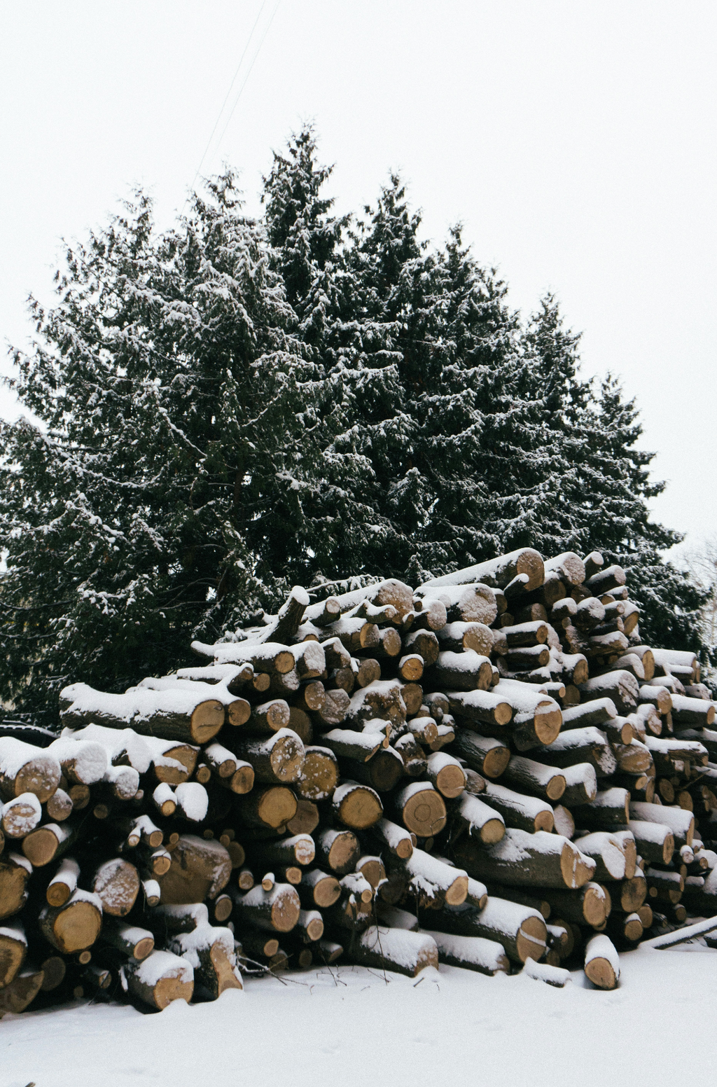 Hand-Poured Premium Cozy Firewood & Silver Fir 6 oz scented candle