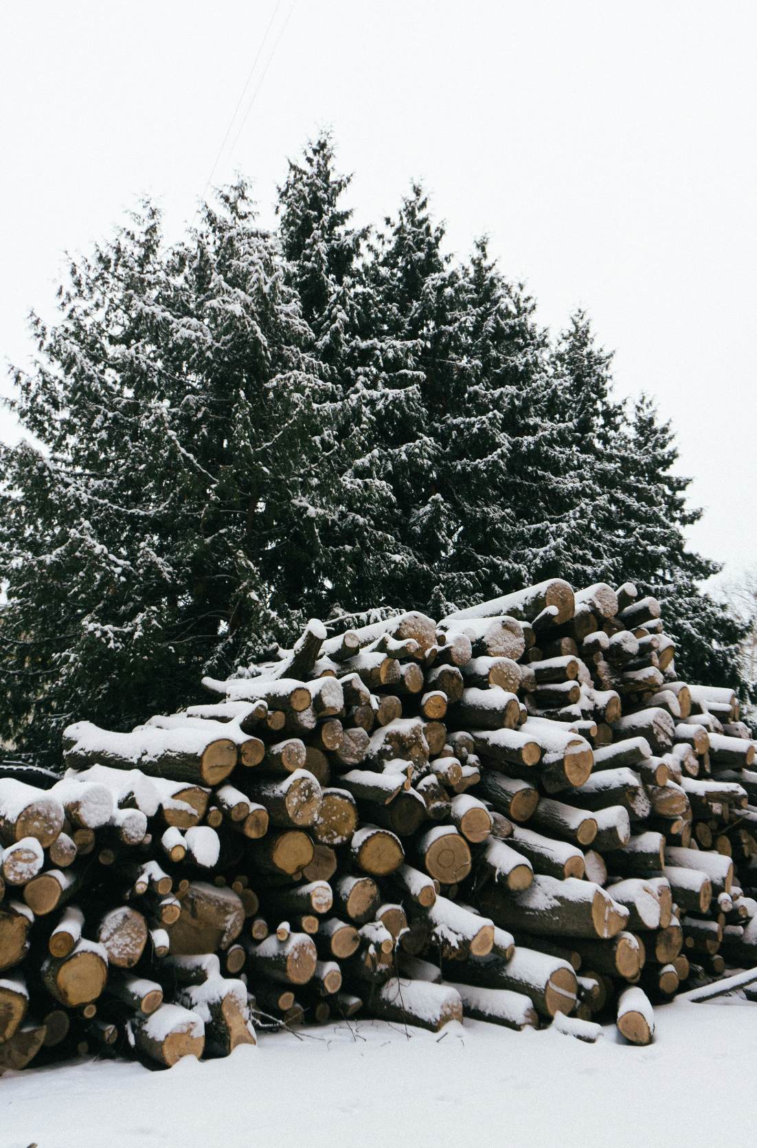 Hand-Poured Premium Cozy Firewood & Silver Fir 6 oz scented candle