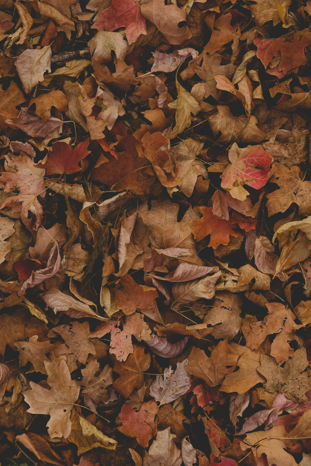 Hand-Poured Premium Cozy Fall Leaves 12 oz scented candle