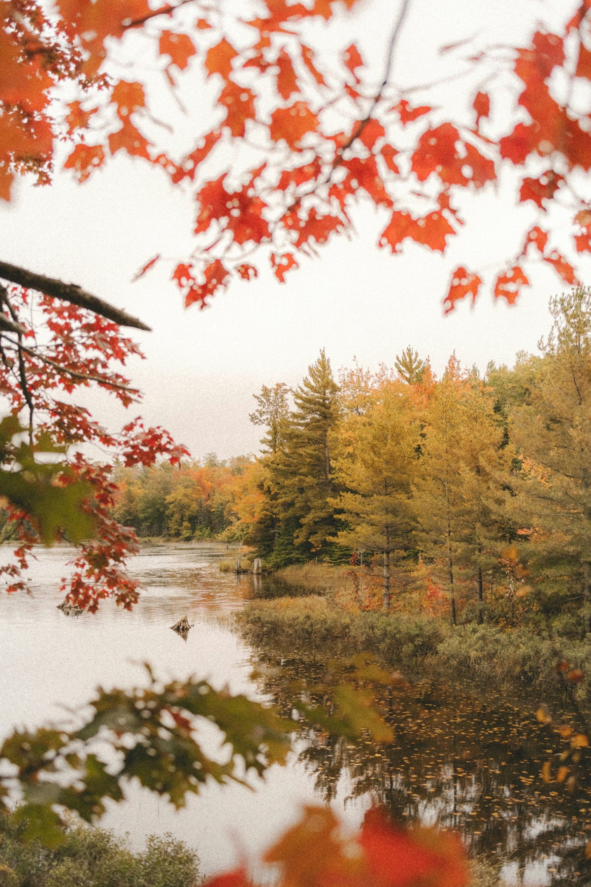 Hand-Poured Premium Cozy Autumn Woods & Apple 12 oz scented candle